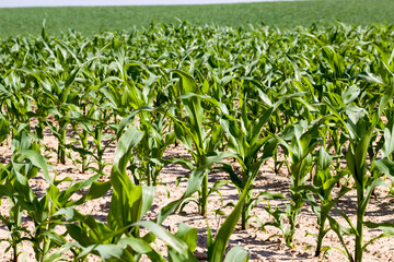 agricultural field with green corn