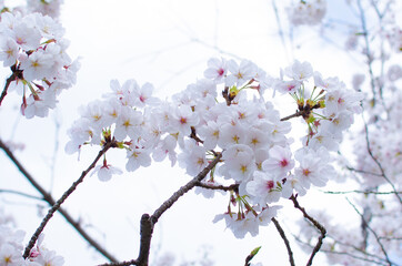 Sakura branch