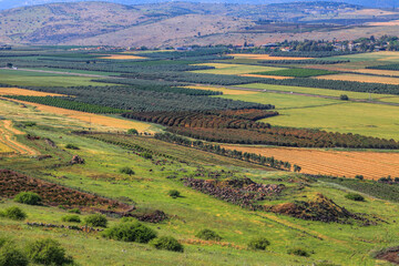Naklejka premium Agricultural valley Arbel. Beautiful landscape of green fields, arable lands, olive plantations and wheat harvesting. Low Galilee, Israel