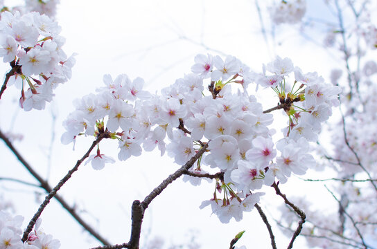 Sakura branch