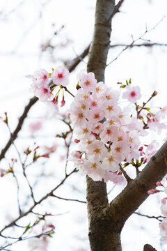 Japanese sakura