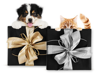 pet shop black friday and cyber monday gift card with dog and cat on package with silver and 
golden ribbon bow, isolated on white background