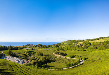 Panoramic Landscape view in the Tea Plantation of "Chá da Gorreana" in the island of São Miguel, Azores, Portugal