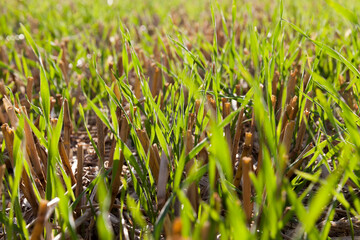 wheat sprouted