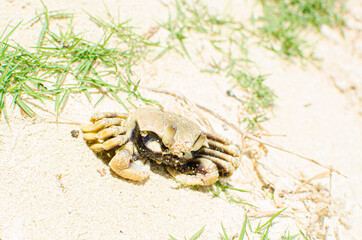 crab on the beach