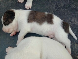 Puppy sleeping happily in black plastic tank closeup.