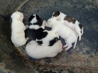 Group of puppies dog sleeping in black plastic tub closeup. 