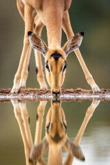 Vertical reflection in water of adult female impala drinking in Kruger Park in South Africa