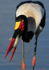 Vertical portrait of an adult saddle billed stork with fish in Kruger Park in South Africa