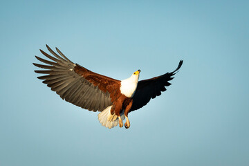 Fish eagle with open wings flying in Kruger National Park in South Africa