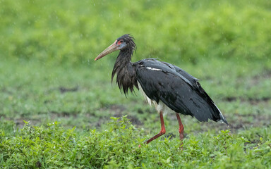 Abdim's stork in Ngorongoro Crater Tanzania