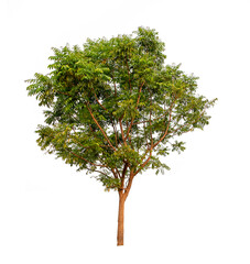 Trees cut and placed on a white background