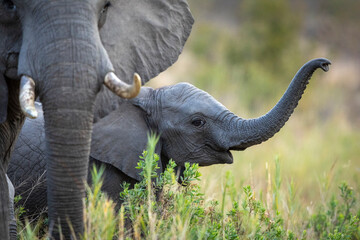 Close up on baby elephant's face in Kruger Park in South Africa