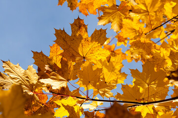 changing the color of maple in the autumn season