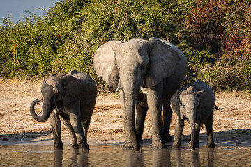Fototapeta na wymiar Elephant mother and two baby elephants standing at edge of water in Savuti in Botswana