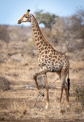 Vertical portrait of female giraffe standing alert in Kruger Park in South Africa