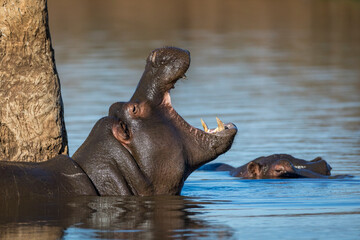Young hippo standing in water yawning in Kruger Park in South Africa