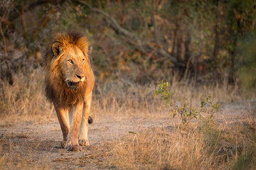 Adult male lion with large mane walking in dry bush in Kruger Park in South Africa