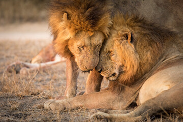 Two adult male lions greeting each other in Kruger Park in South Africa