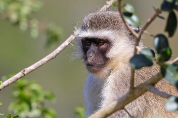 Vervet Monkey In Tree Looking (Chlorocebus pygerythrus), Mossel Bay, South Africa
