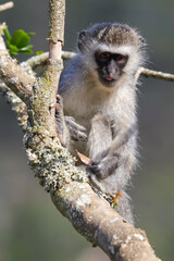 Vervet Monkey Sitting With Leaf (Chlorocebus pygerythrus), Mossel Bay, South Africa