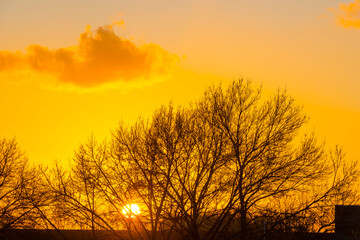 Trees in autumn colors in a field at sunrise under a blue bright sky in sunlight at fall, Almere, Flevoland, The Netherlands, November 5, 2020