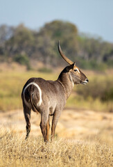 Vertical portrait of an adult male water buck standing in afternoon light in Kruger Park in South Africa