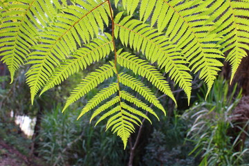 fern leaves