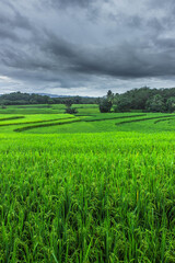 Fototapeta na wymiar natural beauty with green rice fields in Indonesia