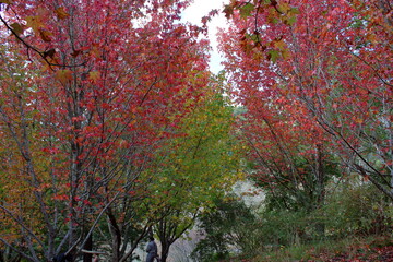 autumn leaves background in Adelaide, Australia
