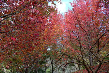 red autumn leaves in Adelaide, Australia