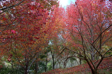 autumn in the park in Adelaide, Australia