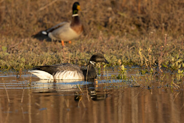 Fototapeta premium Brant is smaller species of goose. Scene from conservation area of ​​Wisconsin during migration