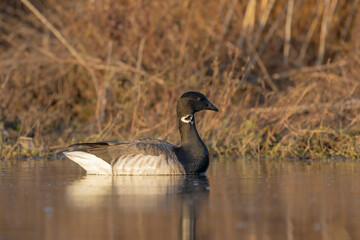 Brant is smaller species of goose. Scene from conservation area of ​​Wisconsin during migration