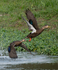 Birds of a Feather Fly Together