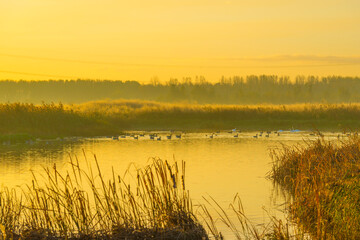 Fototapeta na wymiar Geese flying in a colorful sky at sunrise in a bright early morning at fall, Almere, Flevoland, The Netherlands, November 5, 2020