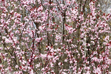 beautiful illuminated by sunlight fresh cherry blossoms