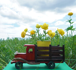 Bouquet of wild yellow flowers on wooden track. green field on background.flowers delivery concept....