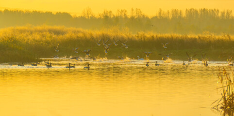 Geese flying in a colorful sky at sunrise in a bright early morning at fall, Almere, Flevoland, The Netherlands, November 5, 2020