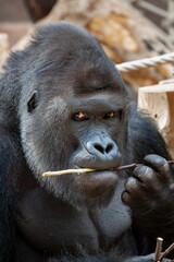wild adult male black gorilla eats a wooden twig in the park during the day