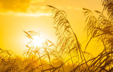 Reed along the misty sunny edge of a lake in wetland at sunrise in bright sunlight in autumn, Almere, Flevoland, The Netherlands, November 5, 2020