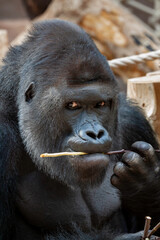 wild adult male black gorilla eats a wooden twig in the park during the day