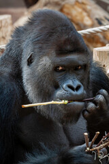 wild adult male black gorilla eats a wooden twig in the park during the day