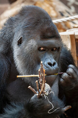wild adult male black gorilla eats a wooden twig in the park during the day