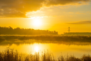 Reed along the misty sunny edge of a lake in wetland at sunrise in bright sunlight in autumn, Almere, Flevoland, The Netherlands, November 5, 2020