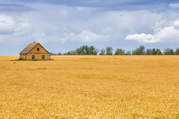 landscape of agricultural crop rye with a house in the field