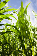 green corn sprouts in the spring or summer