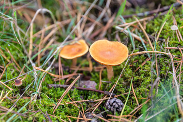Mushrooms and fungi are always welcome guests in the forest in autumn