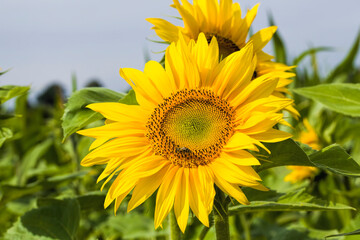 bright details of sunflower
