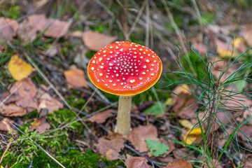Mushrooms and fungi are always welcome guests in the forest in autumn